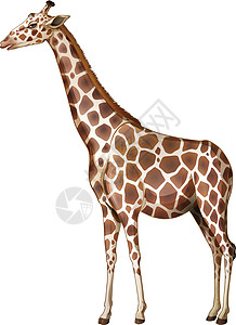 一只长颈鹿骆驼外表合欢叶哺乳科学草食性长颈草原图案白色图片