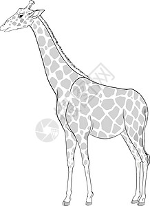 长颈鹿素描哺乳动物反刍动物草图长腿哺乳骆驼动物骨锥林地绘画图片