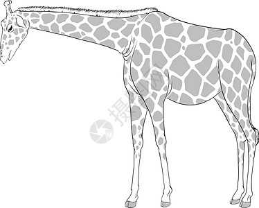 长颈鹿素描脖子外貌草图绘画哺乳食草动物草原哺乳动物科学图片