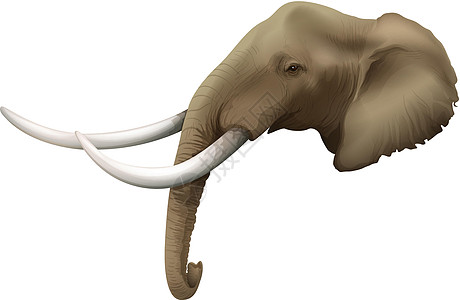 大象的头沙漠大象门牙长毛象类绘画脊椎动物象牙树干象科图片