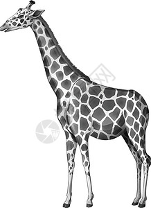 一只长颈鹿草原图案草食性骨锥长腿合欢叶哺乳反刍动物外套长颈图片