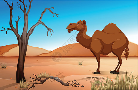 骆驼野生动物丘陵食肉卡通片异国绘画天空风景哺乳动物沙丘图片