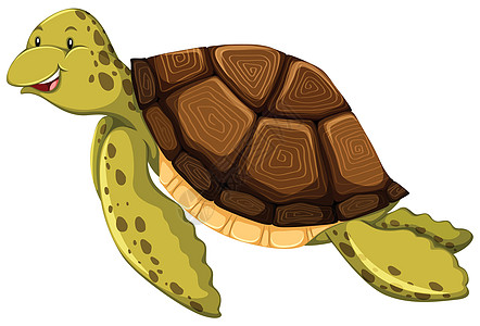 海龟乌龟白色绿色哺乳动物棕色墙纸绘画生物卡通片野生动物图片