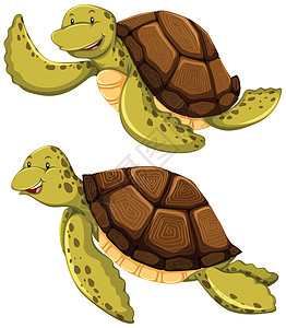 海龟哺乳动物墙纸白色海报微笑乌龟生物卡通片动物园棕色图片