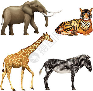 四种非洲动物插图捕食者猫科食肉豹属哺乳鬣狗白色红花哺乳动物图片