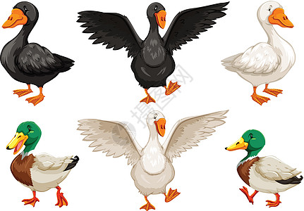 鸭子哺乳动物家禽情调小鸭子濒危热带农场食肉动物卡通片图片
