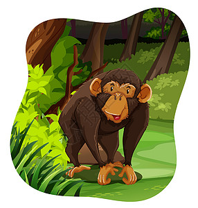 猴子食肉森林生物场景风景哺乳动物野生动物绘画动物园树木图片