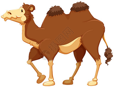 骆驼荒野动物绘画卡通片运输墙纸驼峰沙漠生物哺乳动物图片