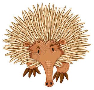 叶历纳棕色绘画针鼹哺乳动物生物卡通片海报鼻子荒野尖刺图片