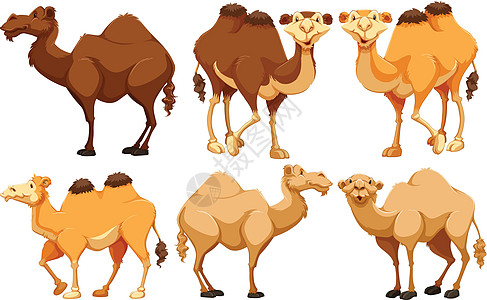 黄玉情调野生动物生物沙漠濒危骆驼动物荒野收藏热带图片