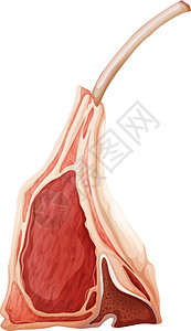 印章林猪肉小吃美食红肉绘画牛扒羊肉白色卡通片牛肉图片