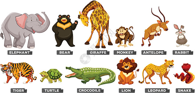 许多类型的野生动物动物婴儿羚羊黑猩猩鳄鱼老虎兔子狮子团体动物园图片