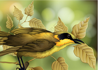 树上的鸟季节夹子插图艺术绿色墙纸翅膀野生动物花园叶子图片