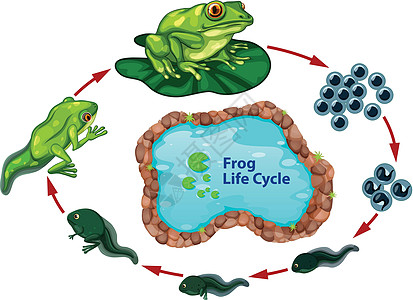 青蛙蛋一代图片高清图片