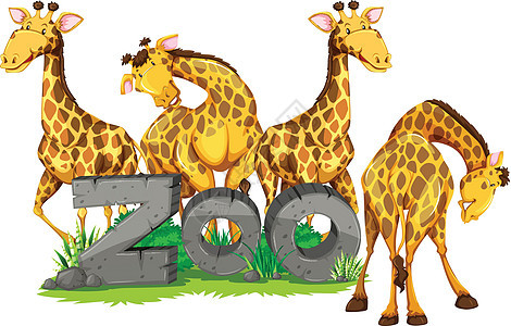zo 中的四只长颈鹿野生动物生物小路动物园艺术夹子剪裁绘画动物食草图片
