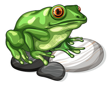 石头叶分离物上一只青蛙的特写图片