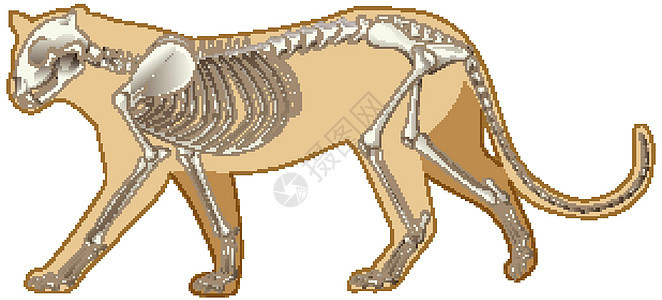 豹子的轮廓和白色背景上的骨架图片