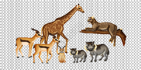 透明背景下的一群非洲野生动物卡通片环境国王鳄鱼团体生物捕食者丛林动物插图图片