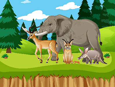 森林场景中的一群野生非洲动物食肉荒野天空丛林捕食者场地风景哺乳动物野生动物卡通片图片