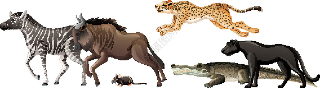 白色背景上的一群非洲野生动物收藏绘画卡通片环境荒野食肉猎人生活动物园动物图片