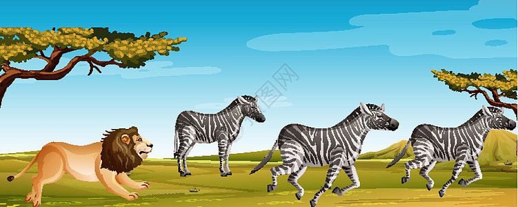 绿色田野中狮子狩猎斑马的场景图片