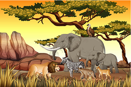 非洲斑马森林场景中的非洲野生动物群捕食者野生动物插图生物狮子荒野猎人斑马风景环境设计图片