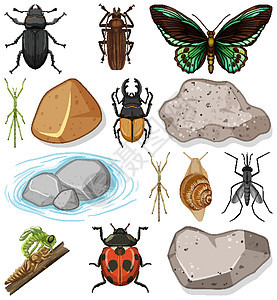 具有自然元素的不同类型的昆虫插图夹子生物野生动物生态场景动物两栖翅膀卡通片图片