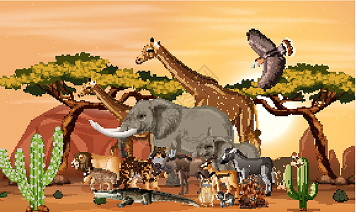 森林场景中的非洲野生动物群动物群狮子团体猎人收藏生物生活插图动物国王图片