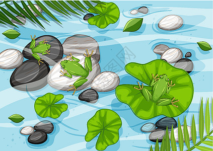 青蛙和荷叶在 pon 的空中场景绘画风景环境溪流生态生物野生动物天线池塘丛林图片