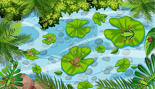 青蛙和荷叶在 pon 的空中场景液体风景溪流生态动物群树叶插图森林丛林岩石图片