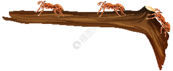许多红蚂蚁在白色背景的树枝上行走的特写图片