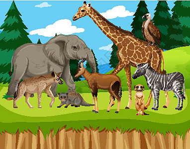 动物园场景中的一群野生非洲动物哺乳动物野生动物生物天空食肉卡通片猎人植物场地荒野图片