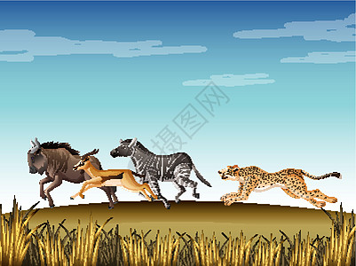 非洲斑马猎豹在野外追逐许多动物的场景设计图片