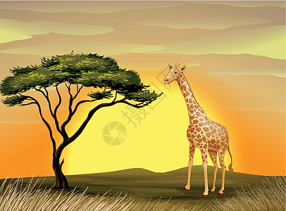 树下的长颈鹿日落动物大草原农场哺乳动物场景荒野草图日出绿色图片