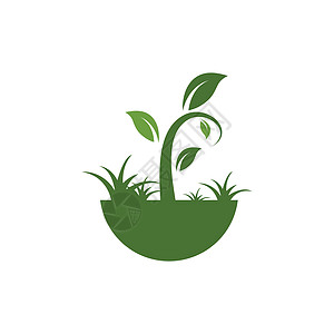 植物矢量图标它制作图案海报芦荟植物学叶子抄本插图植物群收藏绿色盆栽图片