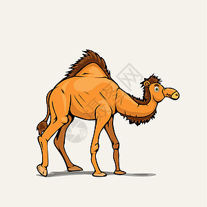 白色背上的卡通风格阿拉伯骆驼图片