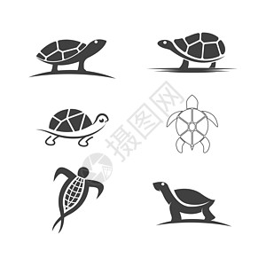 乌龟动物卡通 ico灭绝海洋海滩生物脚蹼住宅生活网站水龟海龟图片