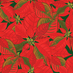 一品红的无缝模式 红色科罗拉多圣诞花束装饰品图片