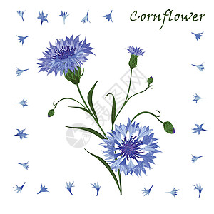 手绘一束美丽的蓝色矢车菊孤立的图案插图植物学野花季节草地花园叶子荒野植物花束图片