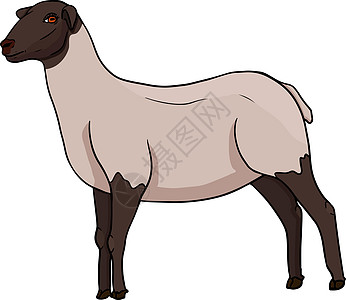 羊 手绘牛动物放牧矢量图 农场宠物 和设计的插图 农场动物素描写实风格的剪贴画艺术品艺术横幅绘画内存纺织品标签食物墙纸卡片图片