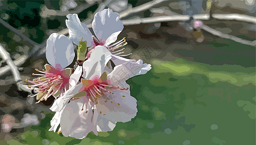 春天和春花的降臨 自然而然环境收藏花园卡片花瓣墙纸园艺叶子绘画季节图片