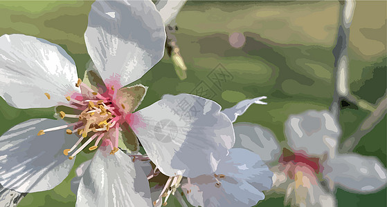 春天和春花的降臨 自然而然园艺植物群植物花园植物学收藏叶子季节花束生长图片