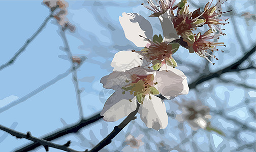 春天和春花的降臨 自然而然园艺植物群花束收藏植物学绘画叶子草地植物花瓣图片