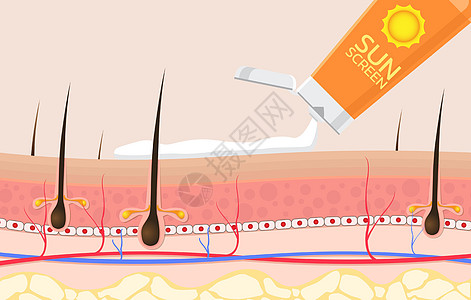 防晒霜剪贴簿包装皮肤科静脉洗剂化妆品护理组织解剖学阳光图片