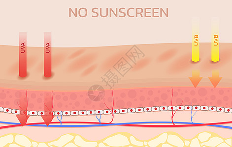 防晒霜剪贴簿安全紫色屏幕洗剂解剖学静脉乳液包装护理图片