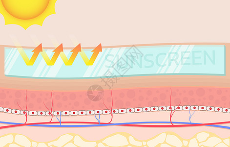 防晒霜皮肤科乳液安全剪贴簿皮肤广告包装静脉解剖学肌理图片