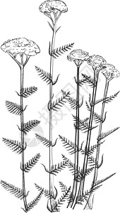 Yrow 花朵植物图解 手画的阿基拉植物图片