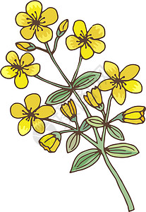 绿色植物上的黄花 圣约翰Wort药用药草图片