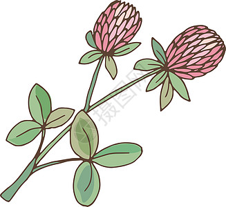 氯氟化碳药草 含绿叶的特雷福油花 三植物图片