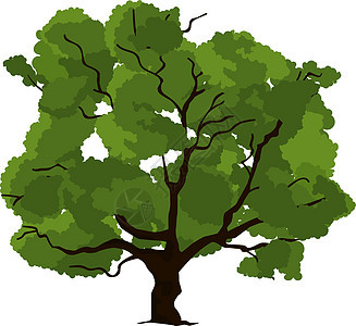 夏林树 绿橡树 种植植物图片